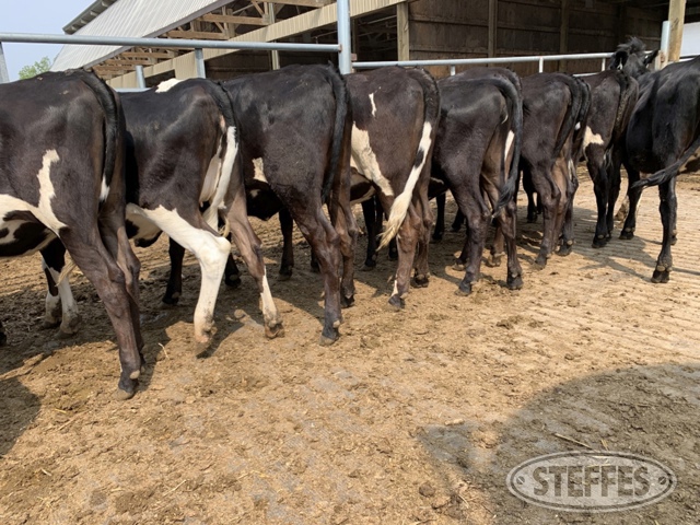 (13 Head) Holstein/Jersey crossbred heifers